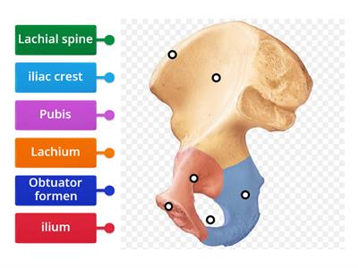 Anterior superior iliac spine 