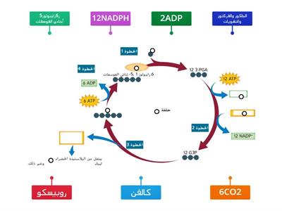 حلقة كالفن(البناء الضوئي)التفاعلات الاضوئية