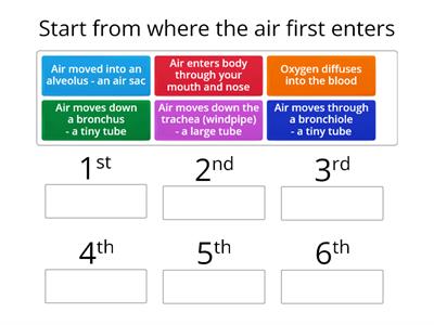 2.2 Gas exchange pathway