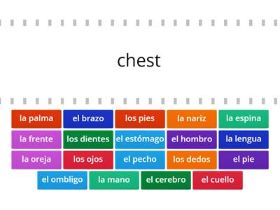Spanish Body Parts for Latin learners