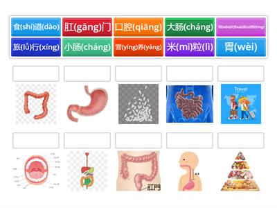G4 digestive system