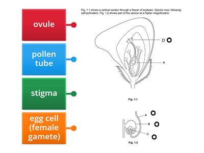 Pollination process
