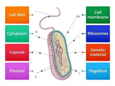  bacterial cell strucutes