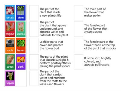 Plant Parts