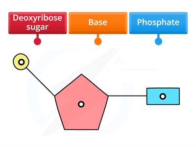 Structure of DNA nucleotides