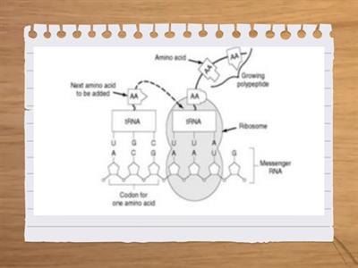 Protein Synthesis Models