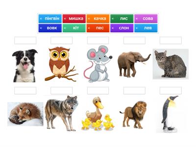 Ukrainian: Animals