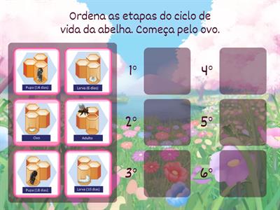 8 - Ciclo de vida da abelha | Daniela Salé