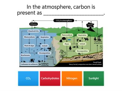Carbon Cycle