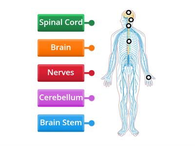 The Nervous System 