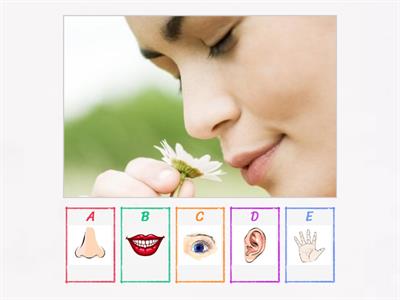 Atv. 2 APAE OS SENTIDOS