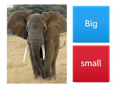 ZAVAMA TODDLER ADJECTIVES