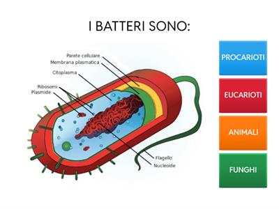 BATTERI  (quiz)
