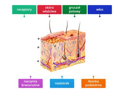 budowa skóry