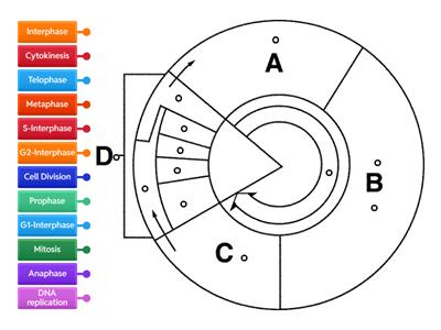 Label the Cell Cycle Clock