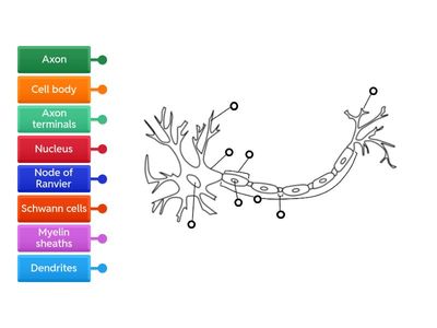 Label the Neuron