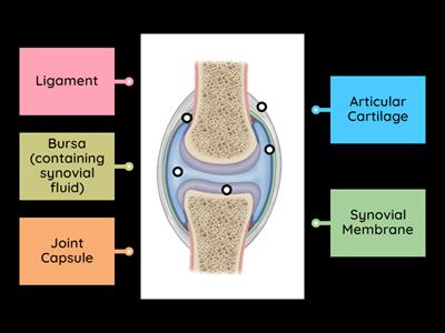 Session 4 Starter - Synovial Joint Labelling (Anatomy)