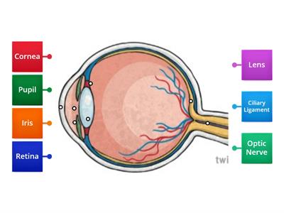  Eye Labelling