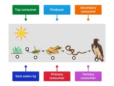 Food chain