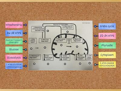 Cellular Respiration