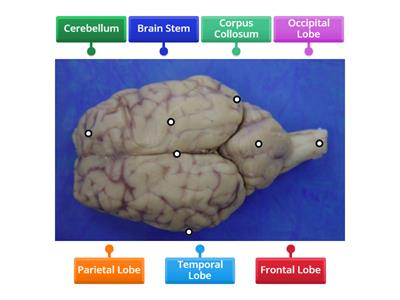 Dorsal View of Sheep Brain