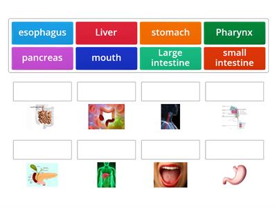 Digestive System 5th A