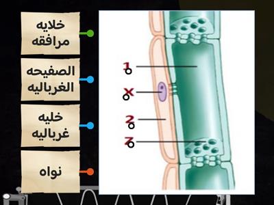 غلق  الهدف الاول مكونات اللحاء