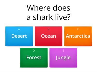 Sea animals quiz