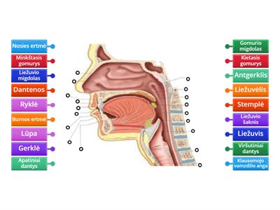 Logopedija. Suagusiojo burnos bei ryklės anatominė struktūra