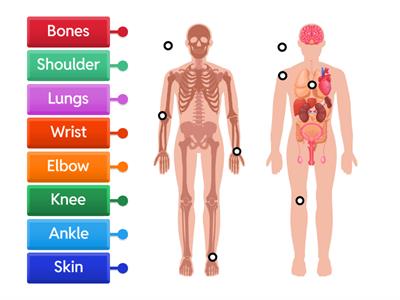 Parts of the body Open world B1
