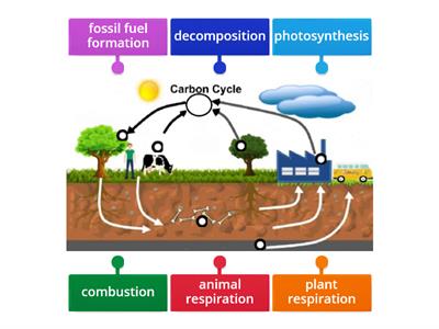 Carbon Cycle