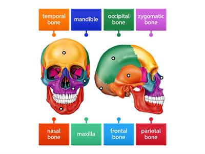 Cranial and Facial Bones - Level 1