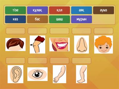 1 сынып Дене мүшелері