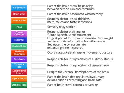 Parts of the Brain and their Functions