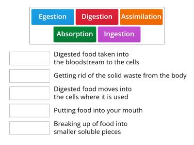 Stages of Digestion