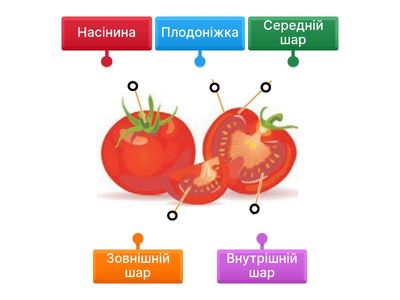 Будова плоду