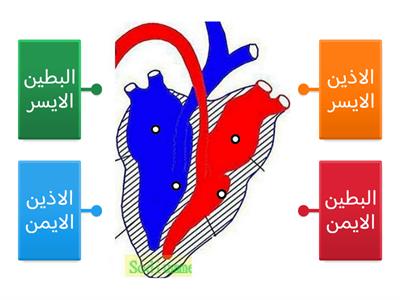 اجزاء القلب