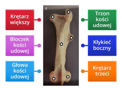 Kość udowa konia (widok doczaszkowy)