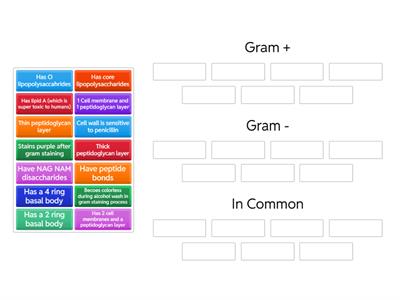 Gram + vs. Gram -