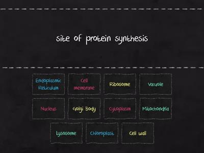 Cell Organelle Matching Game