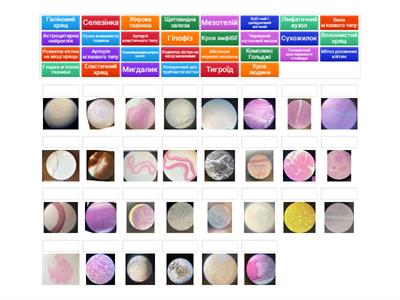 Препарати гістологія