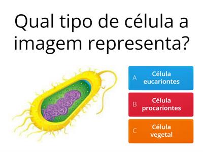 Células procariontes, eucariontes e vegetal