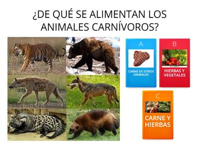 PREGUNTAS SOBRE LOS ANIMALES