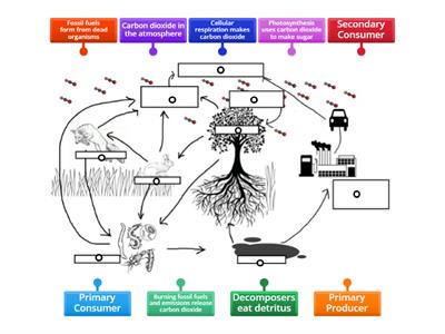 The Carbon Cycle