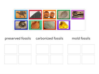 fossils