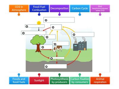 Carbon Cycle