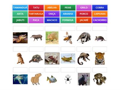 Ligue o nome do animal - Profa. Petra