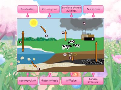 The Carbon Cycle 