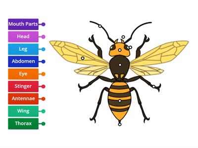 Parts of an Insect (Wasp)