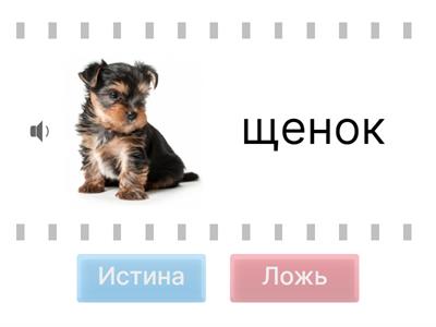 РКИ/Фонетика/Ш-Щ